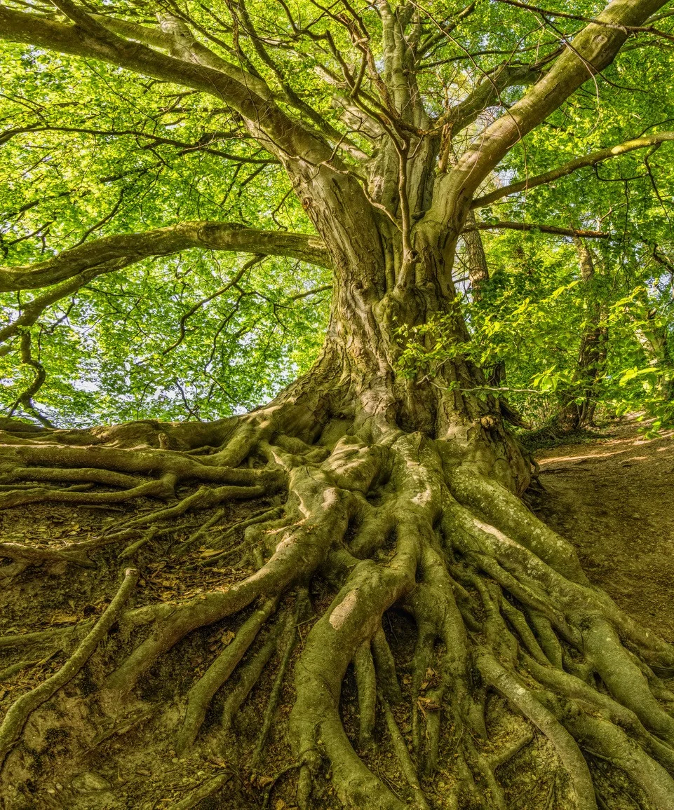 Baum mit starken Wurzeln